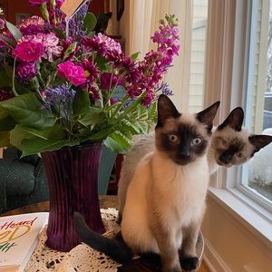 Meet your Posher, Pam